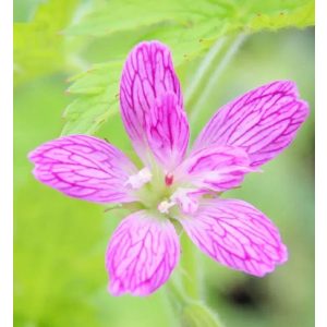 Geranium x oxonianum f. thurstonianum - Gólyaorr