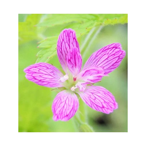 Geranium x oxonianum f. thurstonianum - Gólyaorr