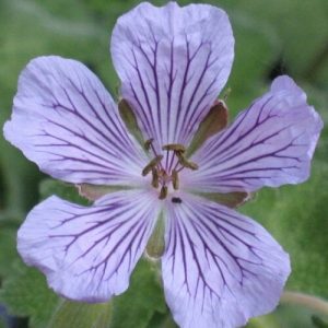 Geranium x renardii Philippe Vapel - Gólyaorr