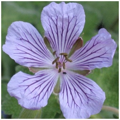 Geranium x renardii Philippe Vapel - Gólyaorr