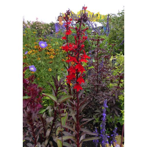 Lobelia fulgida Queen Victoria - Bíboros lobélia