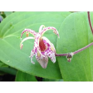 Tricyrtis macropoda - Borzas púpliliom