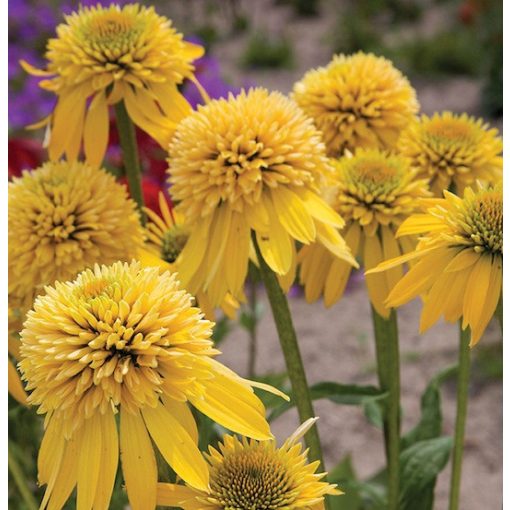 Echinacea Eccentric Yellow - Kasvirág