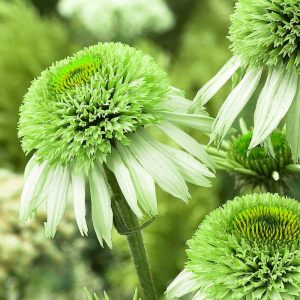 Echinacea Greenline - Kasvirág