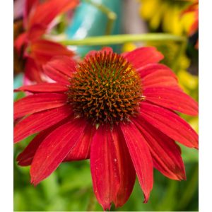 Echinacea purpurea Red Magnus - Kasvirág