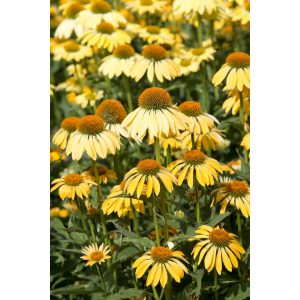 Echinacea purpurea Yellow - Kasvirág