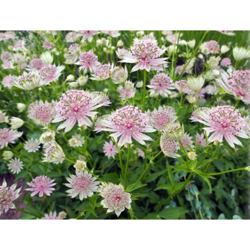 Astrantia major - Völgycsillag