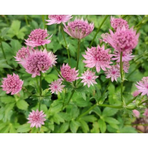 Astrantia major Rubra - Völgycsillag