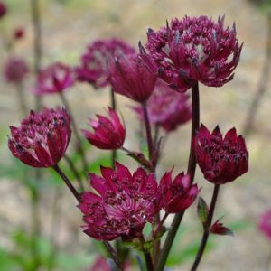 Astrantia major Ruby Wedding - Völgycsillag