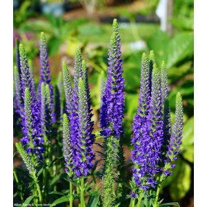 Veronica spicata Blue - Macskafarkú veronika