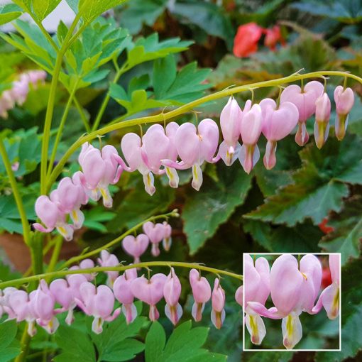 Dicentra (Lamprocapnos) spectabilis Cupido - Szívvirág