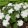 Trillium grandiflorum Snow Bunting - Hármasszirom