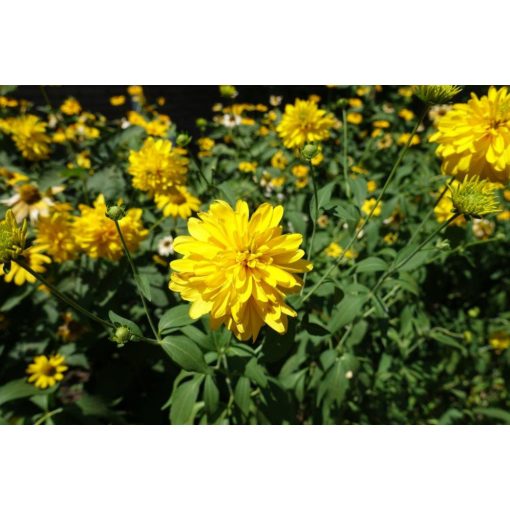 Rudbeckia lacinata Goldquelle - Kúpvirág