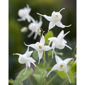 Epimedium White Heart - Püspöksüveg