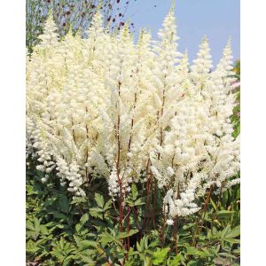 Astilbe Happy Spirit - Tollbuga