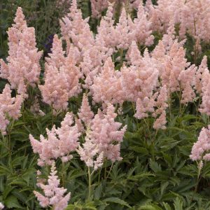 Astilbe arendsii Sister Theresa - Tollbuga