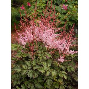 Astilbe arendsii Delft Lace - Tollbuga