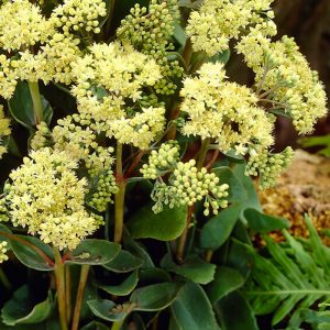   Sedum telephium Seduction Green Yellow - Kárpáti varjúháj