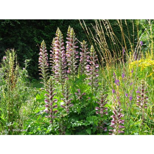 Acanthus hungaricus - Medveköröm