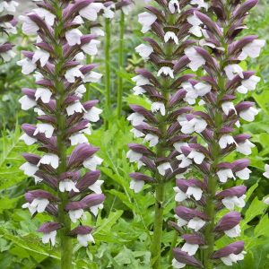 Acanthus hungaricus White Lips - Medveköröm