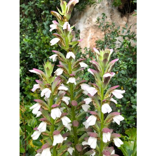 Acanthus mollis - Medveköröm