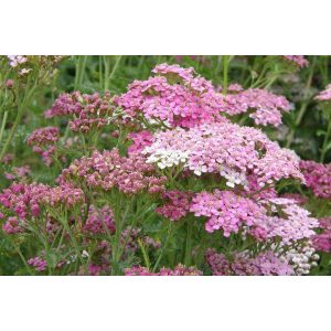 Achillea millefolium Apfelblüte - Cickafark