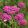 Achillea millefolium Cerise Queen - Cickafark