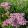 Achillea millefolium Lilac Beauty - Cickafark