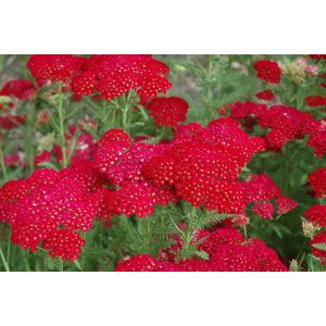 Achillea millefolium Pomegranate - Cickafark