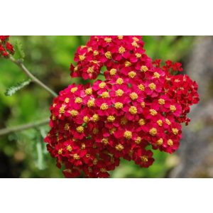 Achillea millefolium Red Beauty - Cickafark