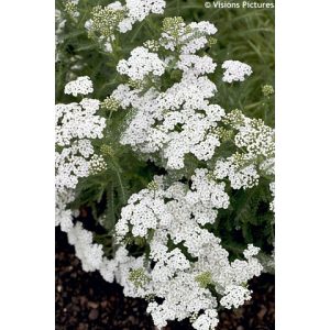 Achillea millefolium Schneetaler - Cickafark