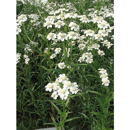 Achillea ptarmica - Cickafark