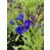 Atracél (Anchusa)