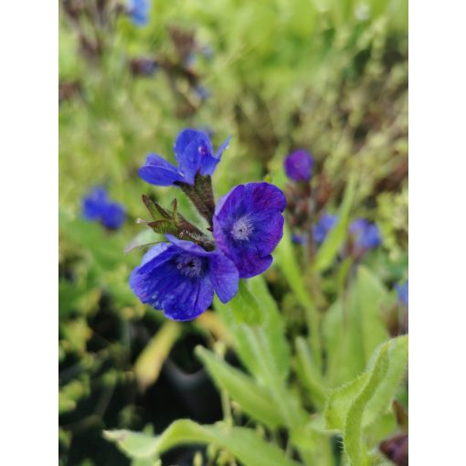 Anchusa azurea Loddon Royalist - Atracél