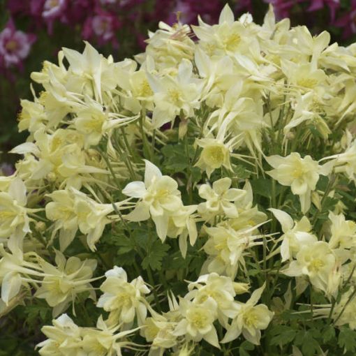 Aquilegia caeruela Kirigami Yellow - Harangláb