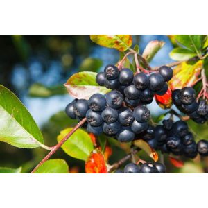 Aronia prunifolia Nero - Fekete berkenye