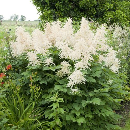 Aruncus dioicus - Erdei tündérfürt