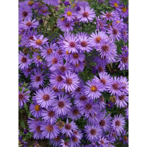 Aster dumosus Woods Purple - Évelő őszirózsa