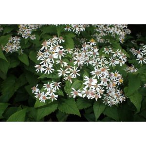 Aster macrophyllus - Nagylevelű őszirózsa