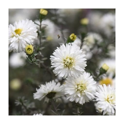 Aster novi-belgii White Ladies - Kopasz őszirózsa