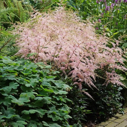 Astilbe simplicifolia Hennie Graafland - Tollbuga