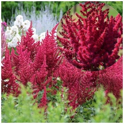 Astilbe chinensis Cardinal - Tollbuga