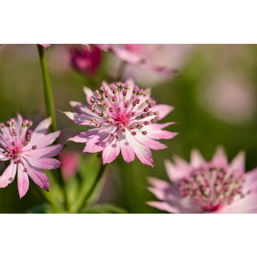 Astrantia major Roma - Völgycsillag