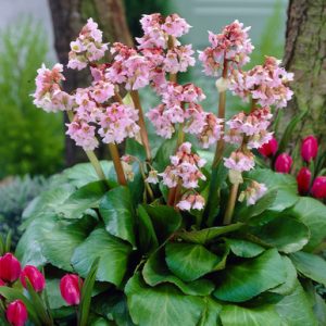 Bergenia Baby Doll - Bőrlevél