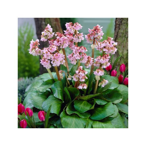 Bergenia Baby Doll - Bőrlevél