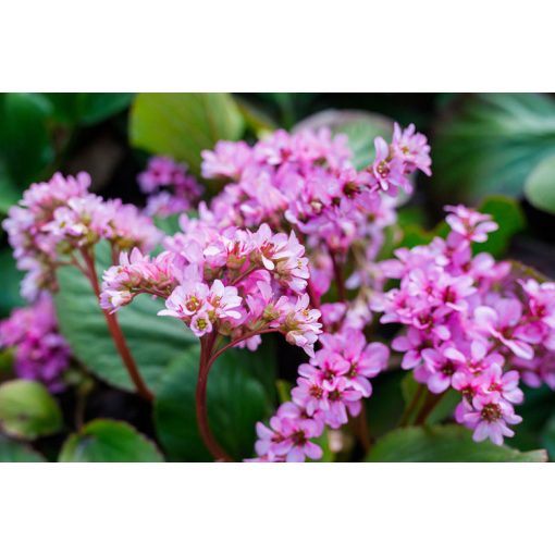 Bergenia cordifolia Rotblum - Bőrlevél