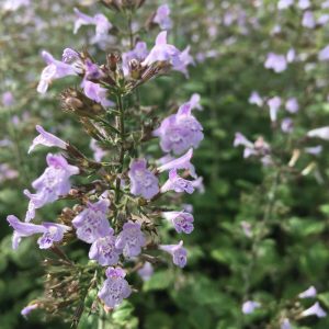 Calamintha nepeta Blue Cloud - Pereszlény