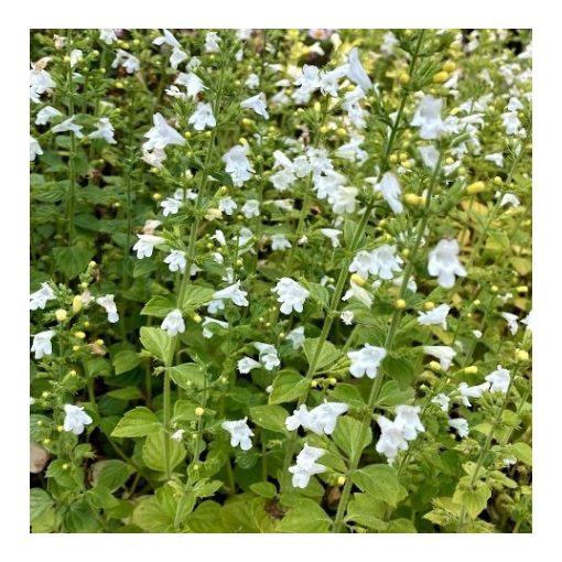 Calamintha nepeta Marvelette White - Pereszlény