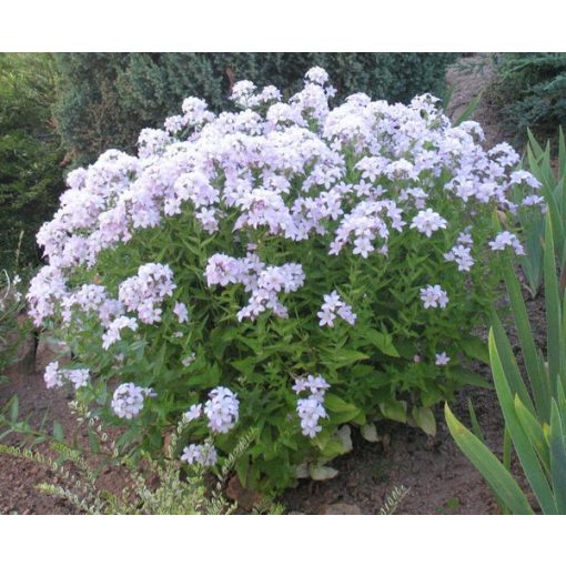 Campanula lactiflora Loddon Anna - Nagytermetű harangvirág