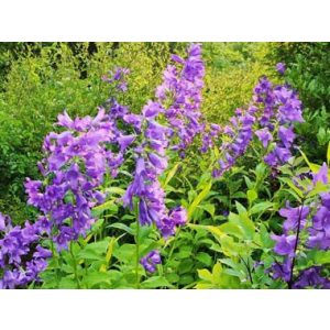 Campanula latifolia - Széleslevelű harangvirág